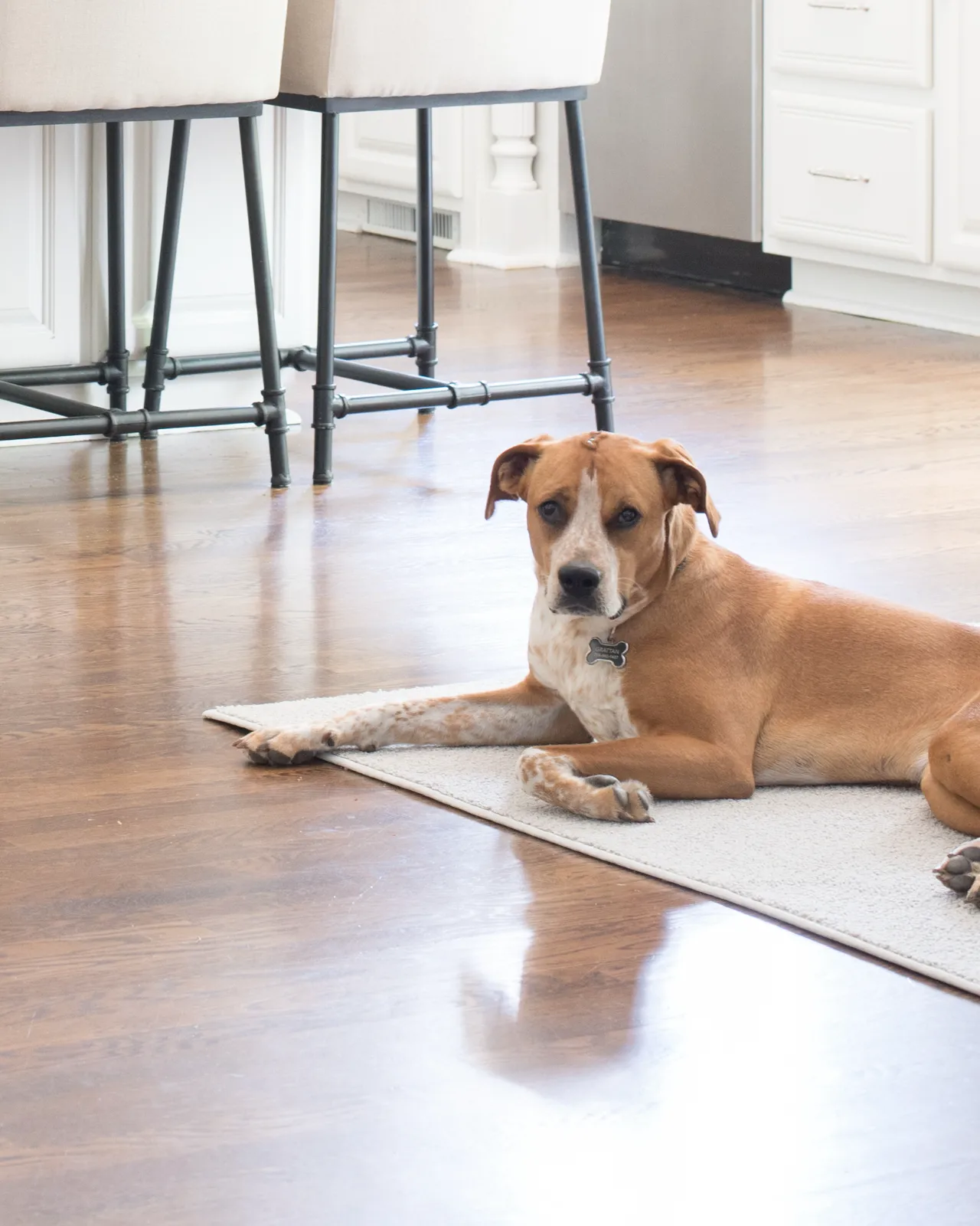 A tan and white dog relaxes on a light rug on a hardwood floor, with modern bar stools and white kitchen cabinets visible in the background.